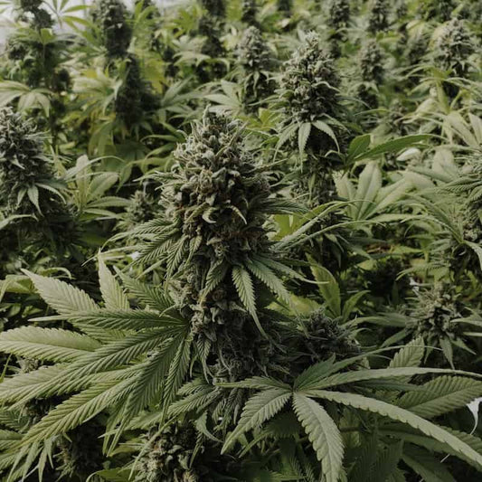 hemp industry news