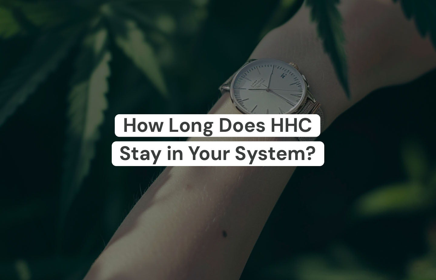 How Long Does HHC Stay in Your System? | The Hemp Collect