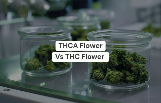 THCA Flower vs THC Flower