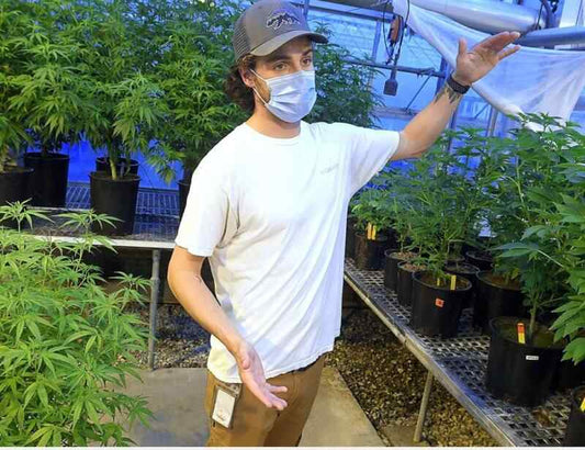 USC Researchers Debunk Hemp Growing Myths