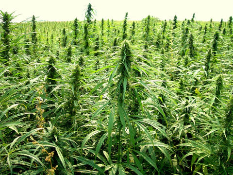 How to avoid heavy-metal accumulation in your hemp crop