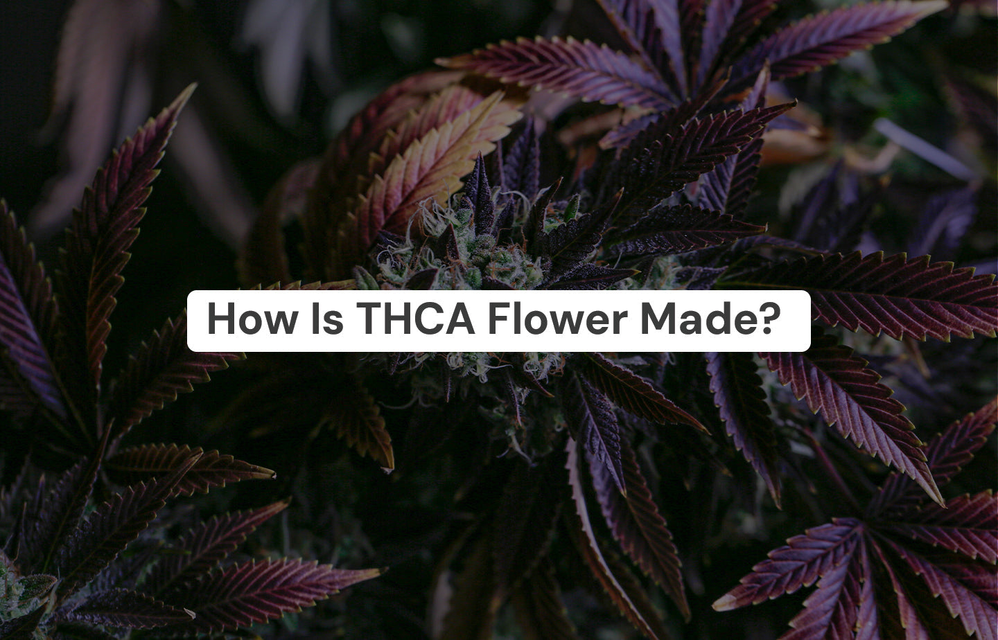How Is THCA Flower Made? - The Hemp Collect