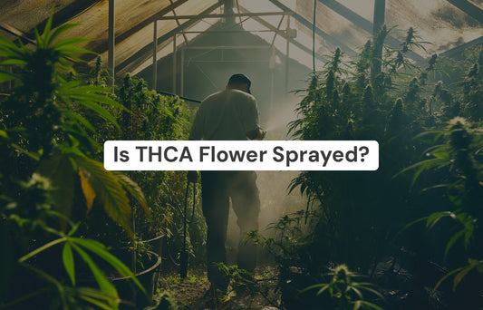 Is THCA Flower Sprayed?