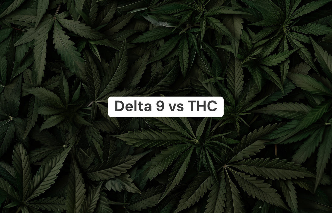 Delta 9 vs THC: