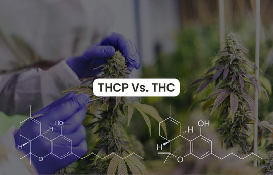 THCP vs THC: What Is The Difference? The Ultimate Guide