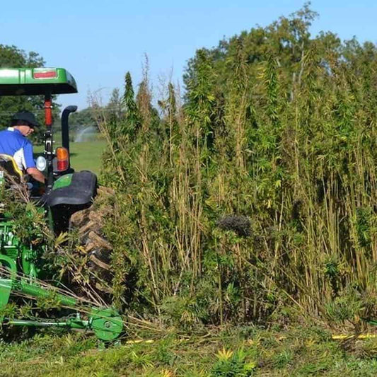 hemp industry news september 21, 2020