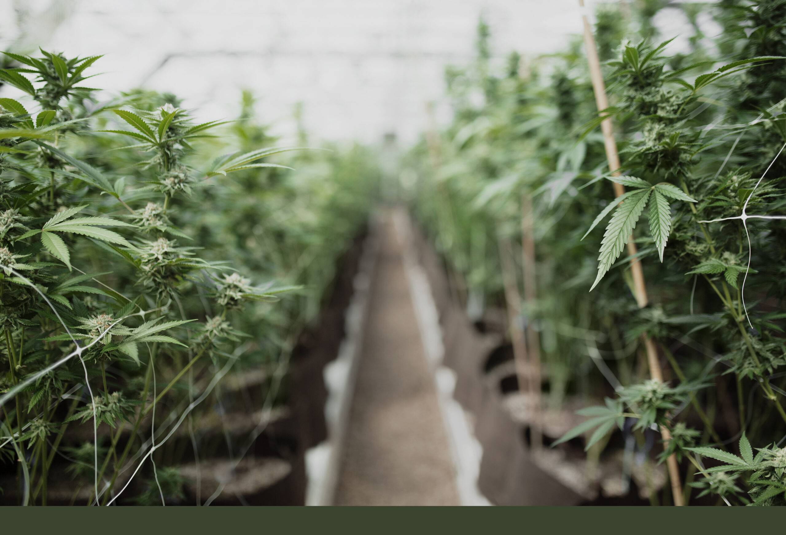 Indoor hemp flower is the new lowkey cannabis