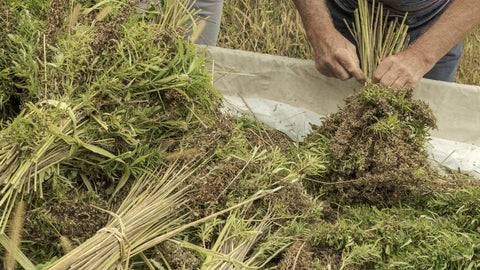 hemp industry supposrt cannabis legalization