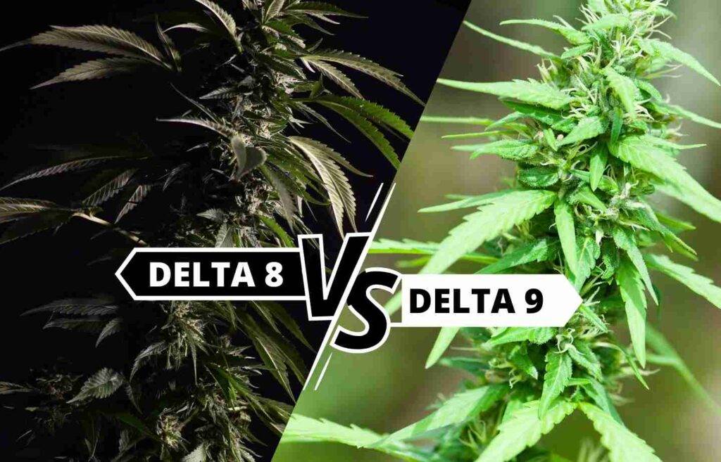 What Is The Difference Between Delta 8 and Delta 9