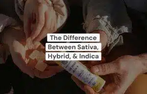Difference between Sativa, Indica, and Hybrid
