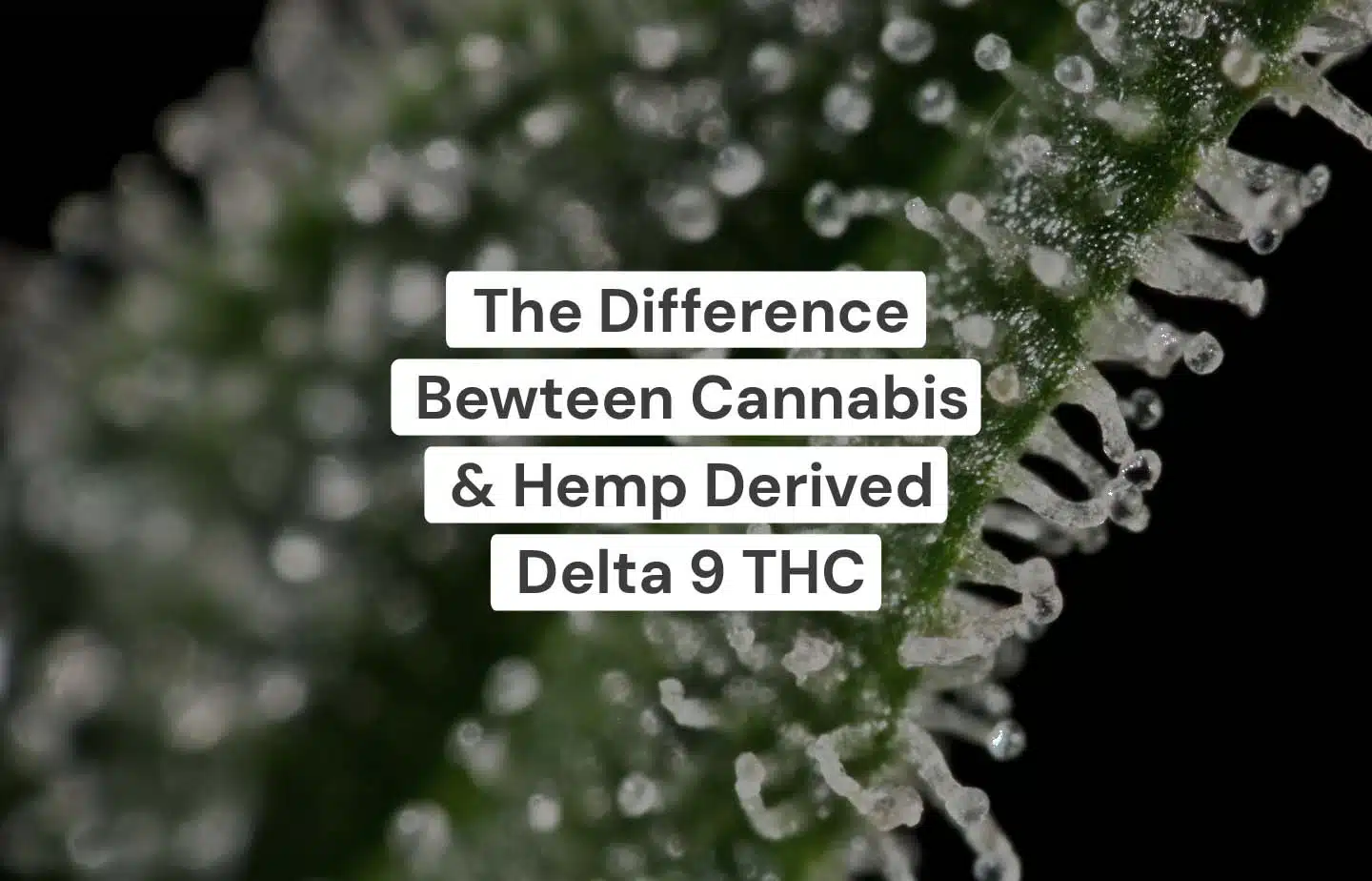 Difference between Cannabis and Hemp Delta 9 THC